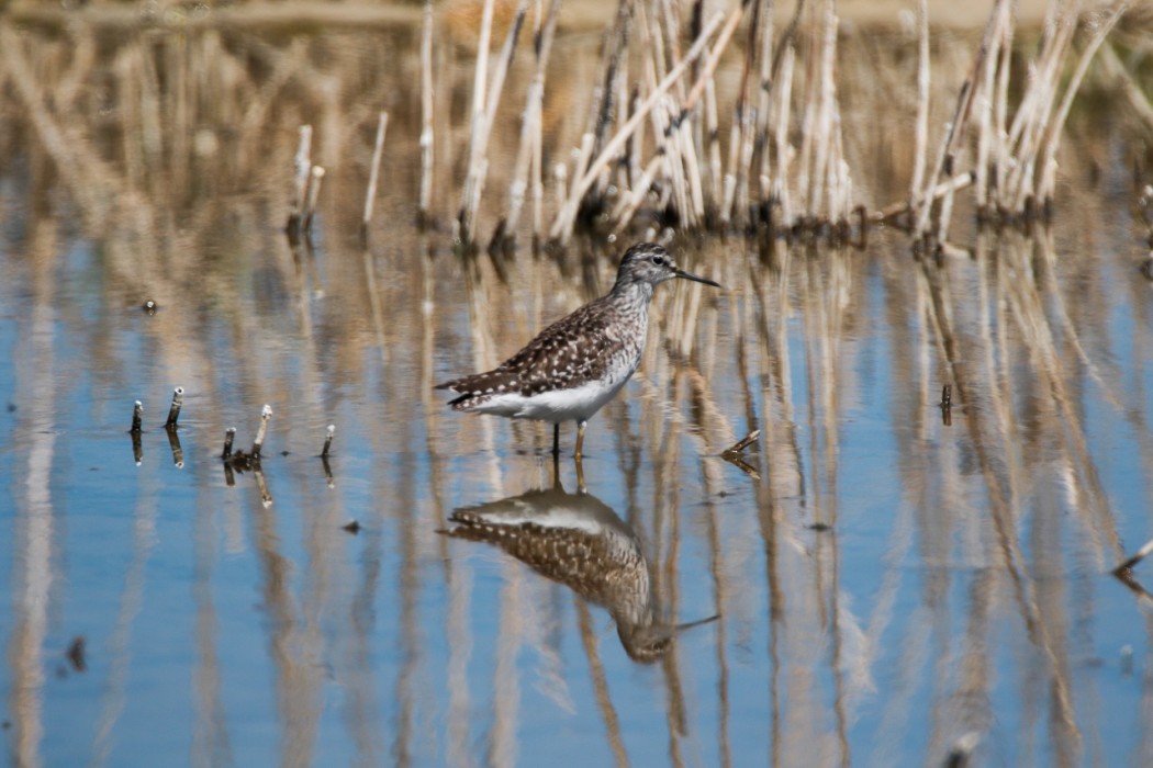 Orman düdükçünü