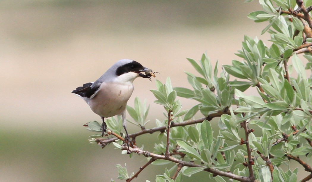 Karaalınlı örümcekkuşu