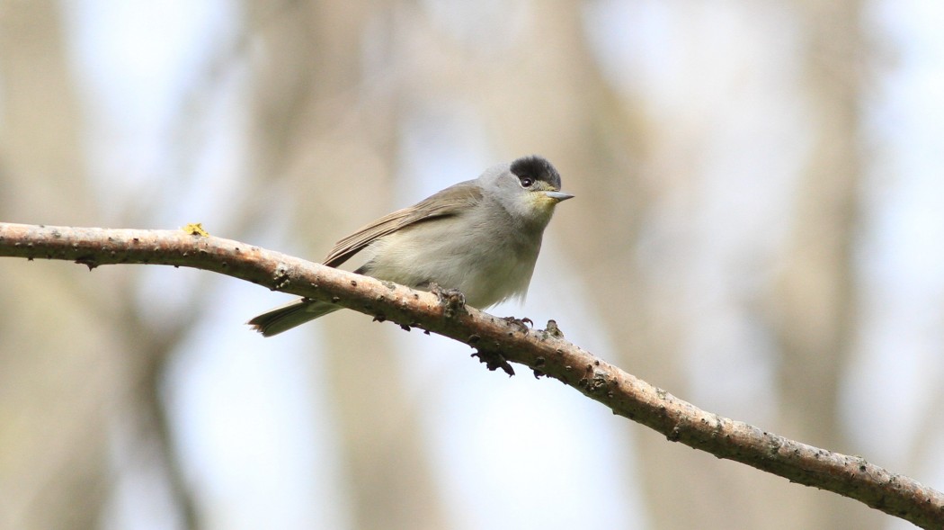 Karabaşlı ötleğen