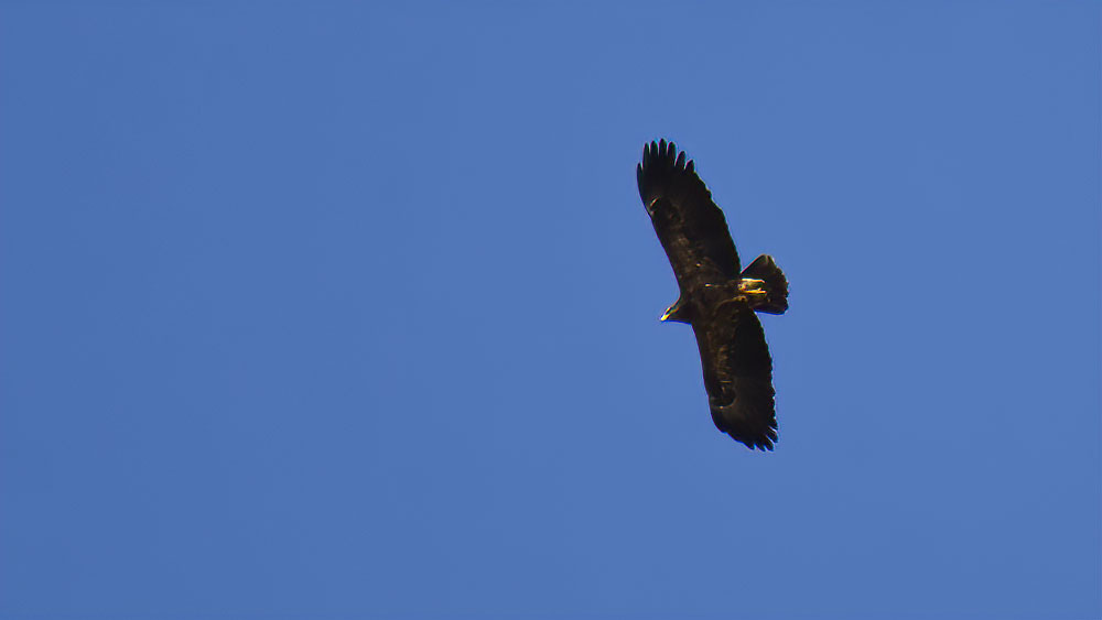Küçük orman kartalı