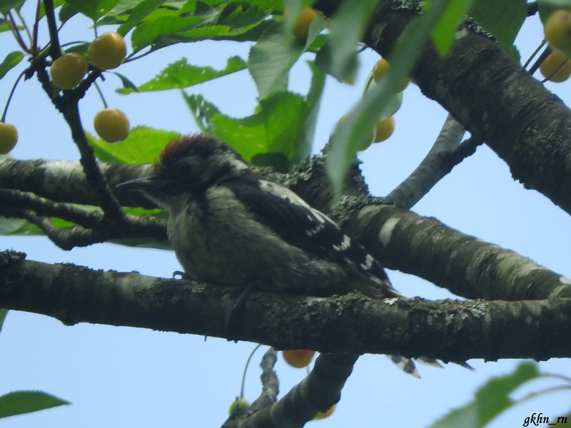 Küçük ağaçkakan