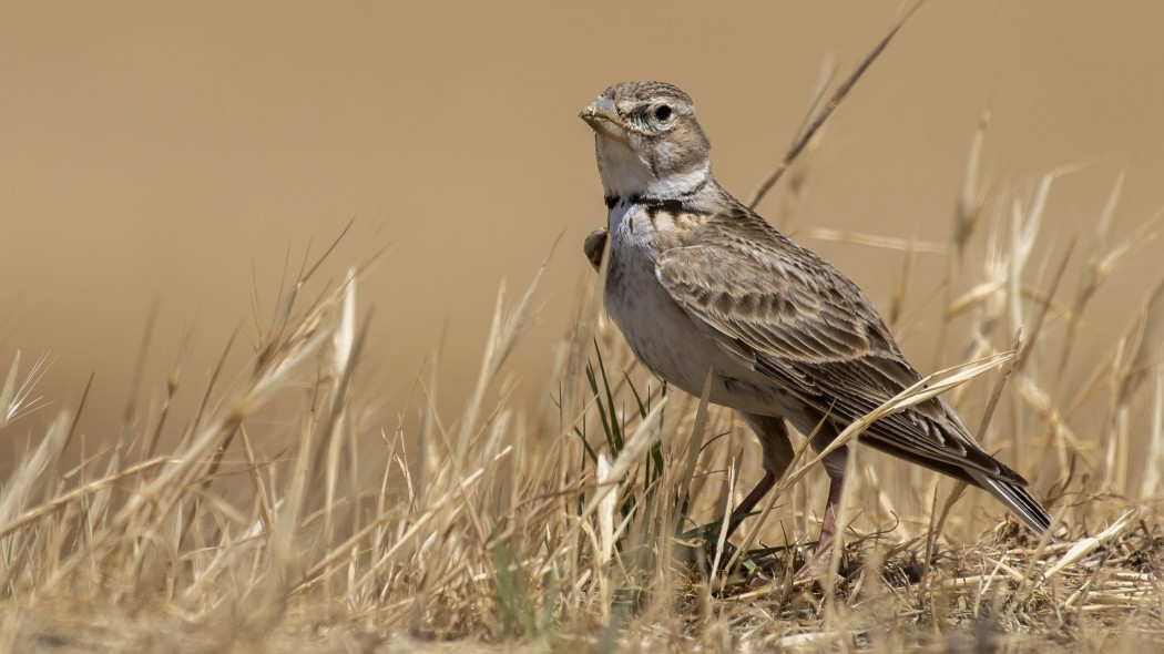 Küçük boğmaklı toygar