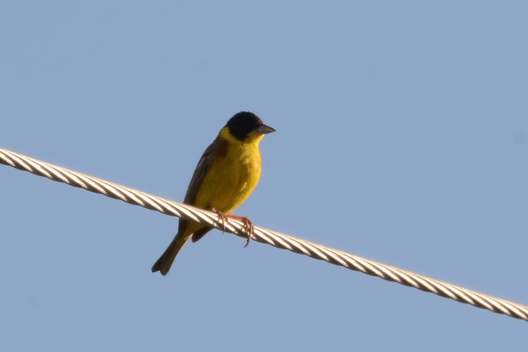 Karabaşlı kirazkuşu