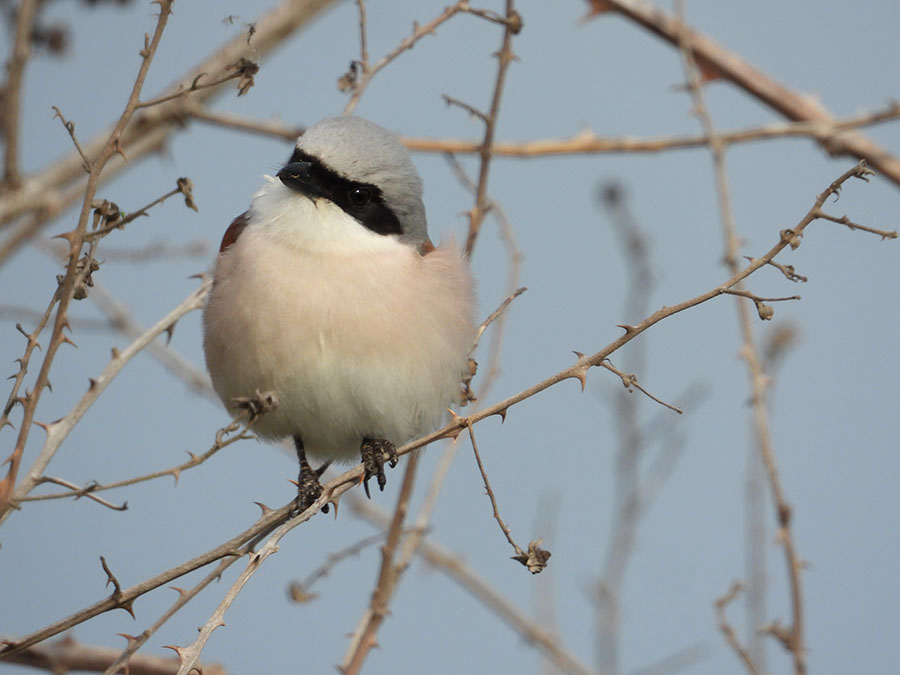 Kızılsırtlı örümcekkuşu
