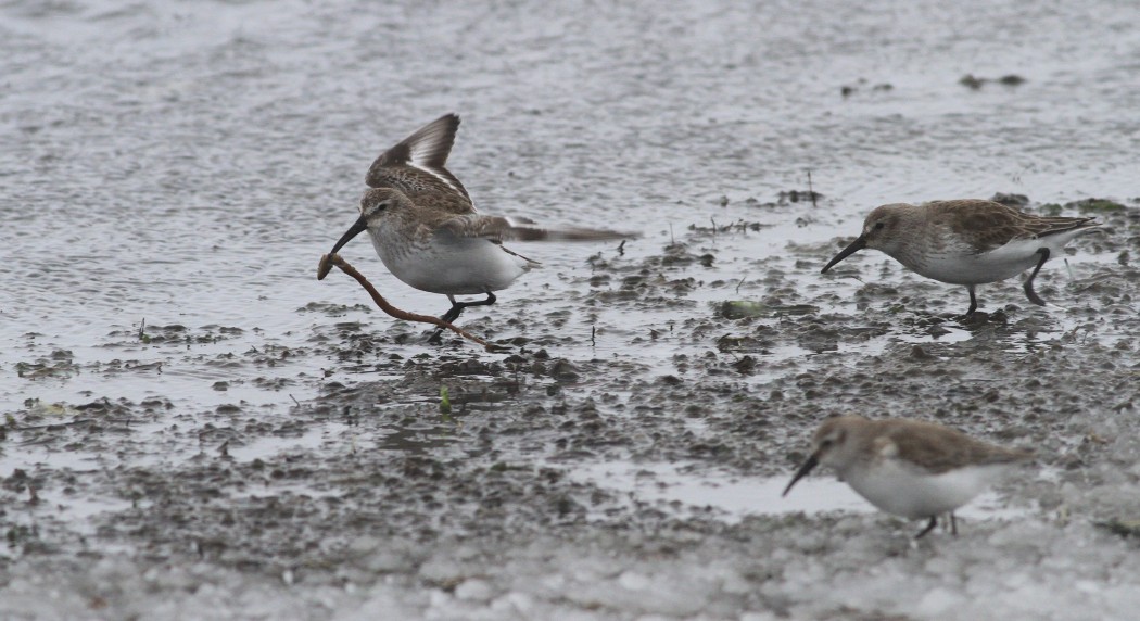 Karakarınlı kumkuşu