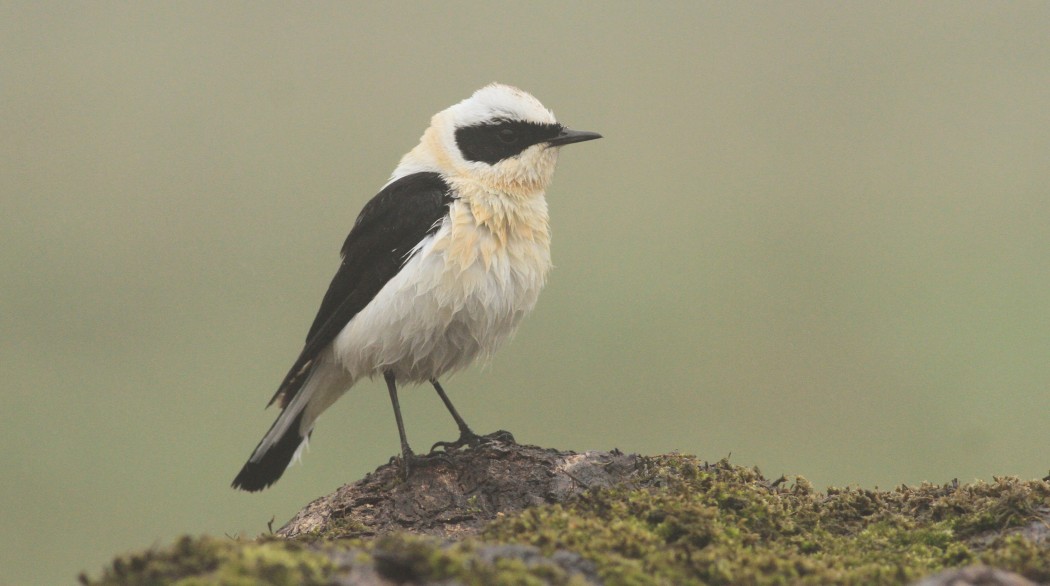 Karakulaklı kuyrukkakan