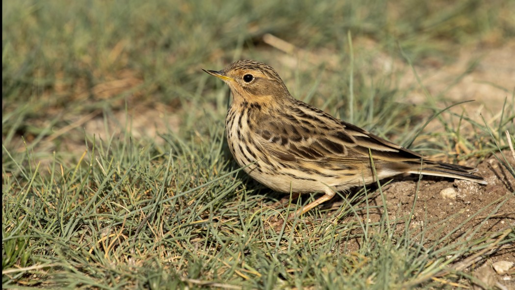 Kızılgerdanlı incirkuşu