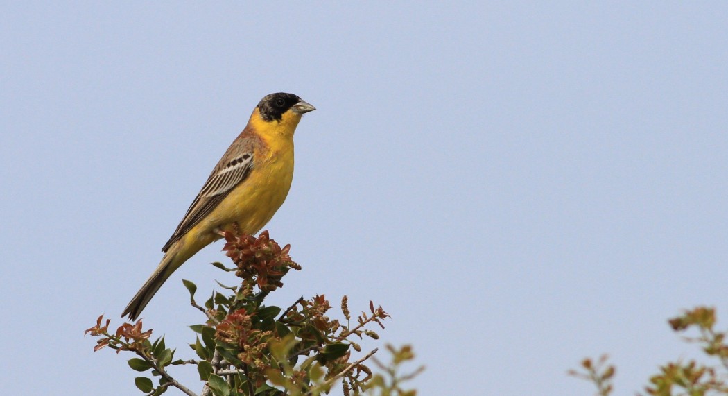 Karabaşlı kirazkuşu