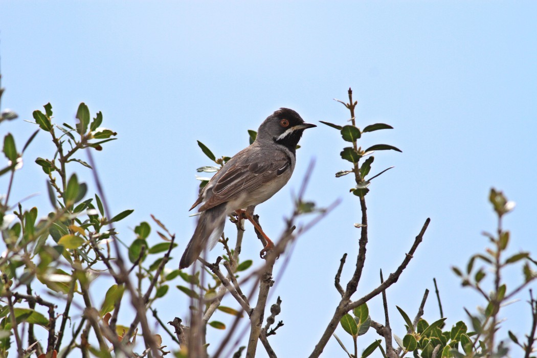 Karaboğazlı ötleğen