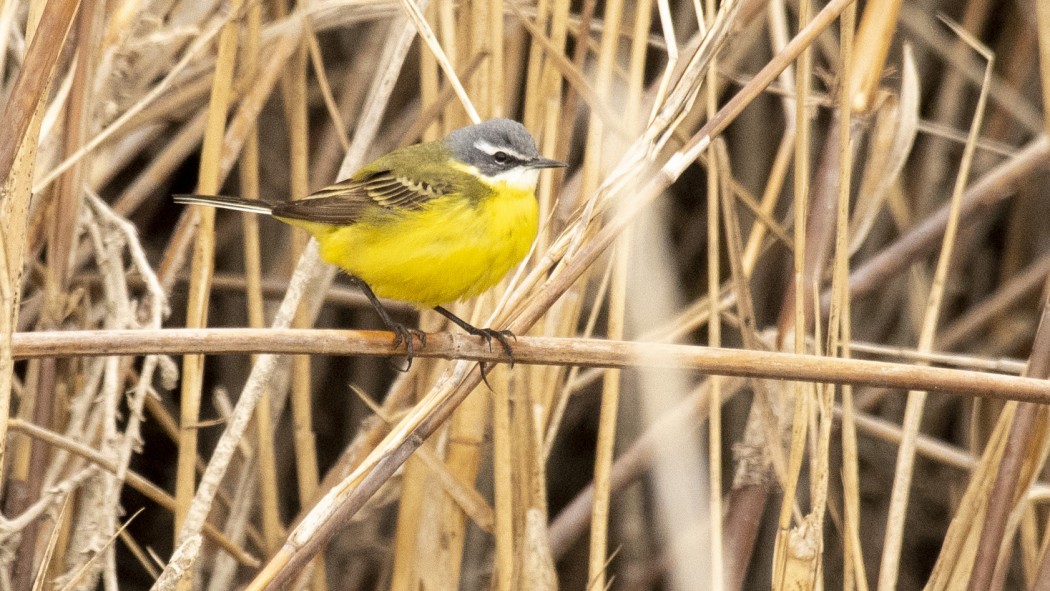 Sarı kuyruksallayan