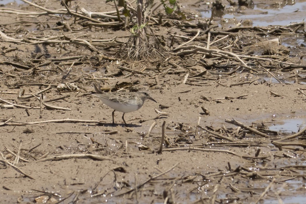 Sarıbacaklı kumkuşu