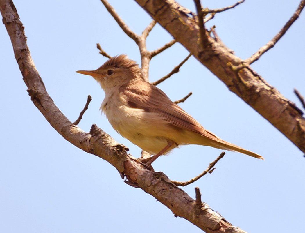 Çalı kamışçını