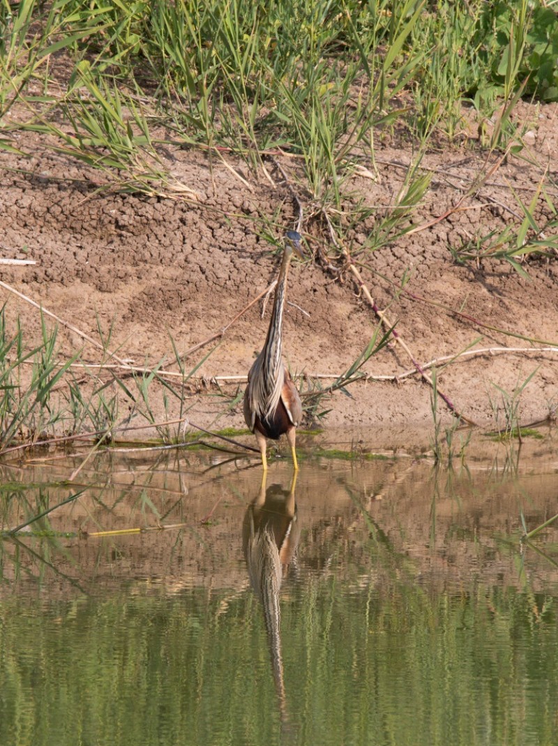 Erguvani balıkçıl