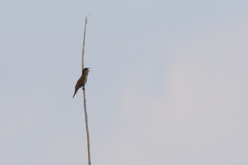 Bataklık kamışçını