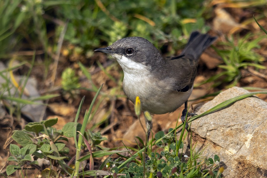 Küçük akgerdanlı ötleğen