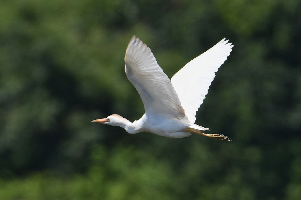 Sığır balıkçılı