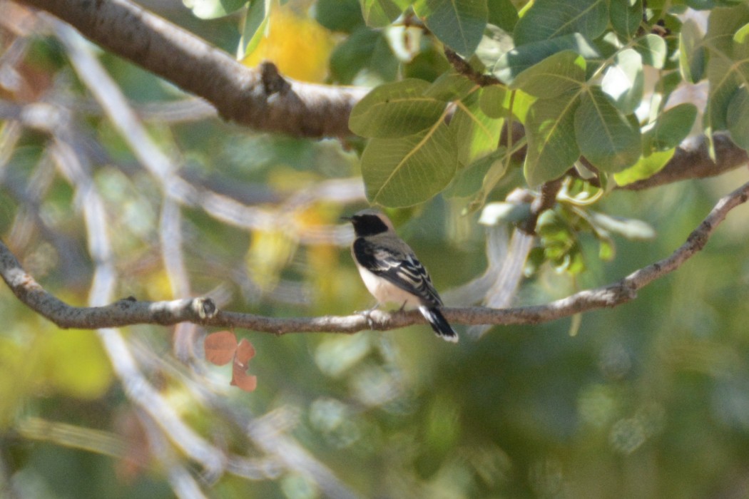 Karakulaklı kuyrukkakan