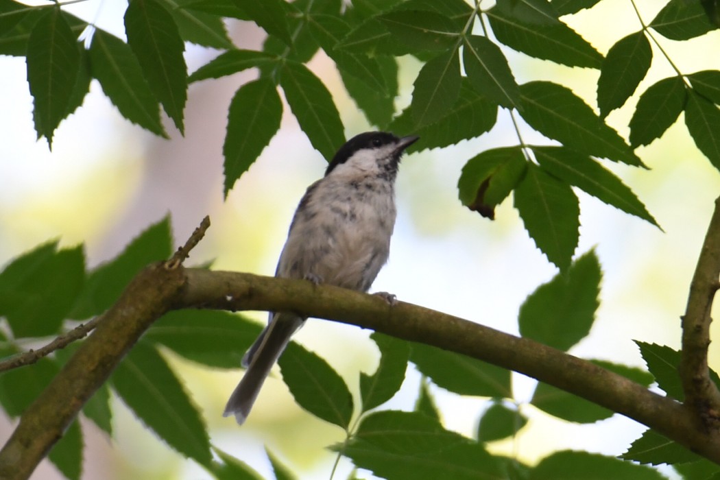 Kayın baştankarası