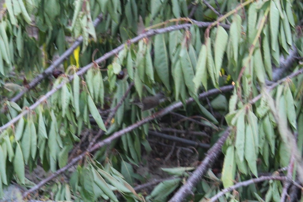 Akgerdanlı ötleğen