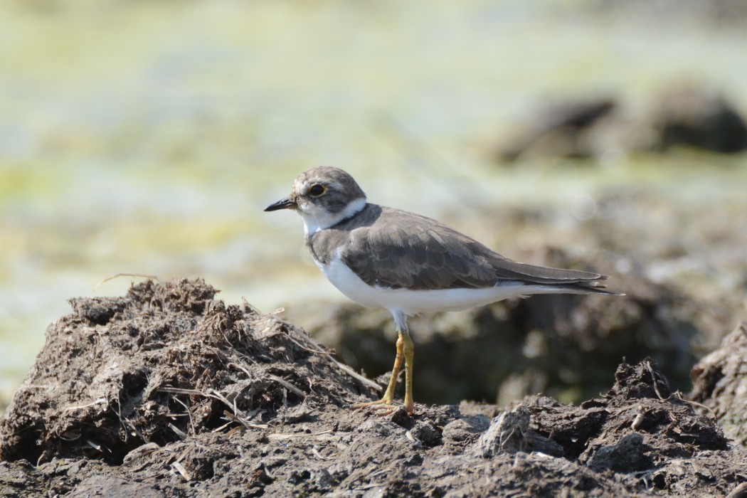 Halkalı küçük cılıbıt
