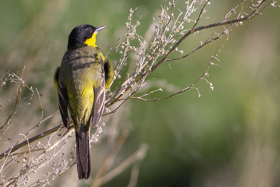 Sarı kuyruksallayan