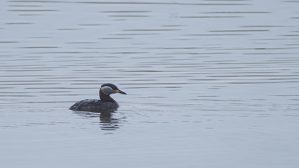 Kızılboyunlu batağan
