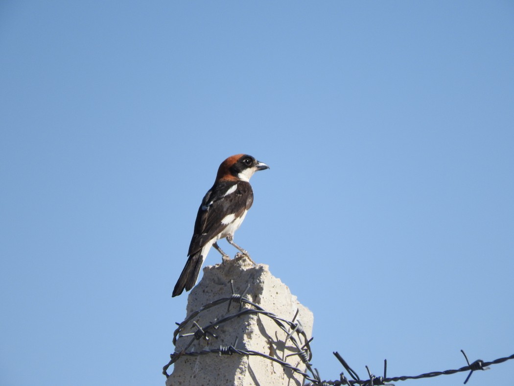 Kızılbaşlı örümcekkuşu