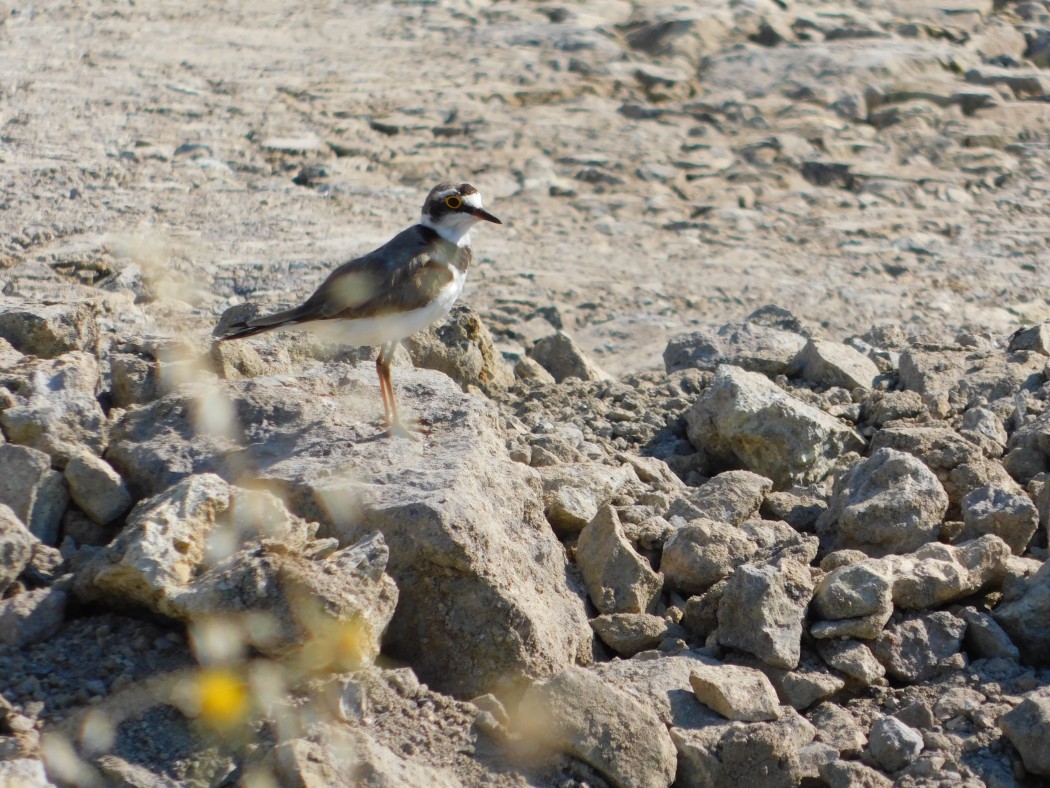 Halkalı küçük cılıbıt