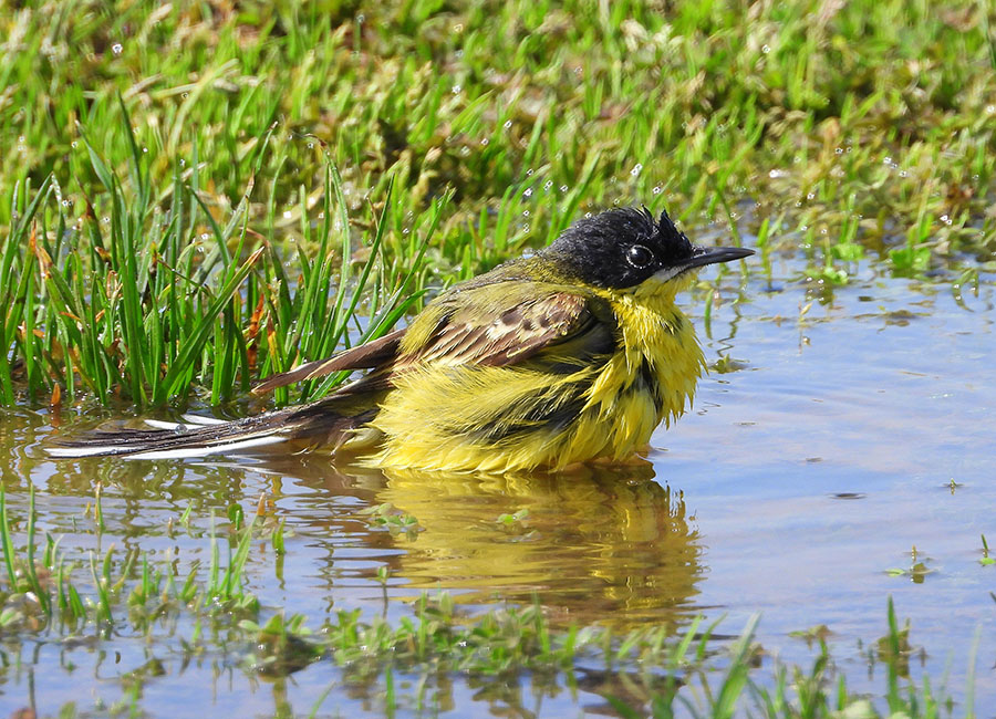 Sarı kuyruksallayan