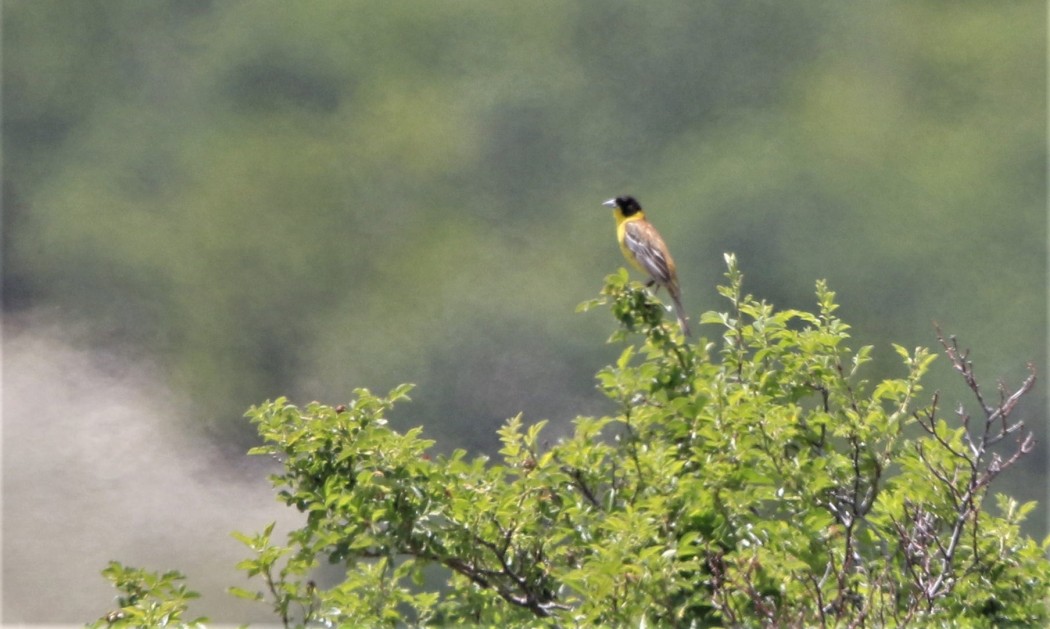 Karabaşlı kirazkuşu