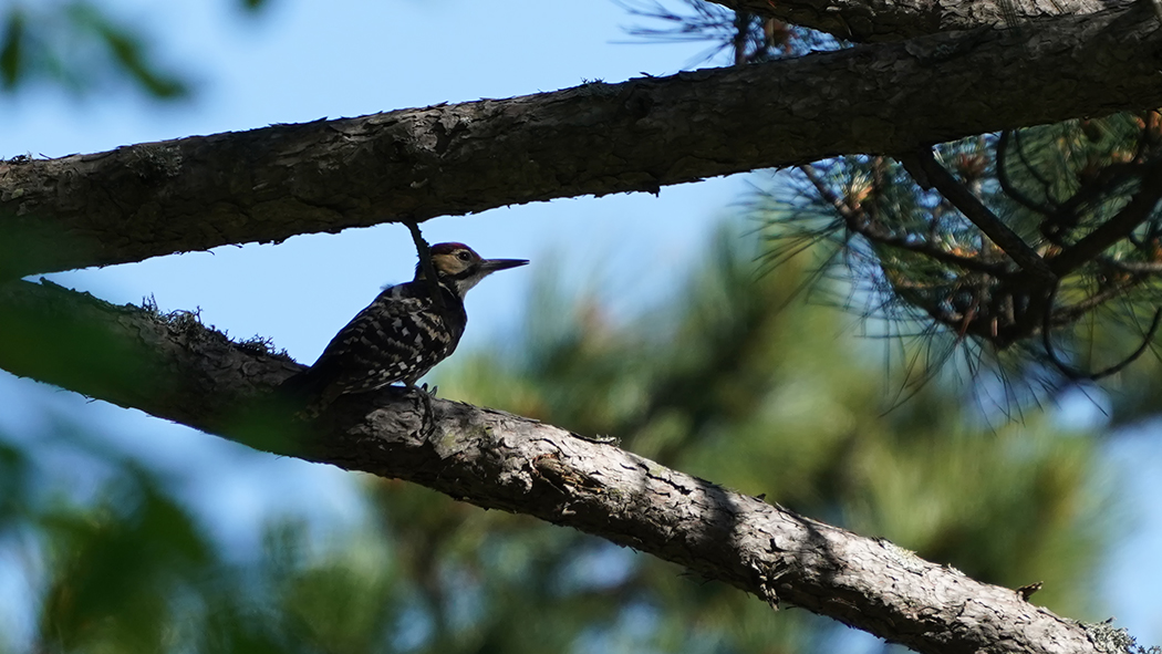 Aksırtlı ağaçkakan