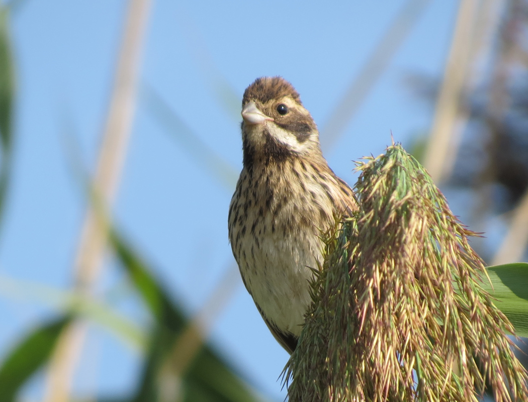 Bataklık Kirazkuşu