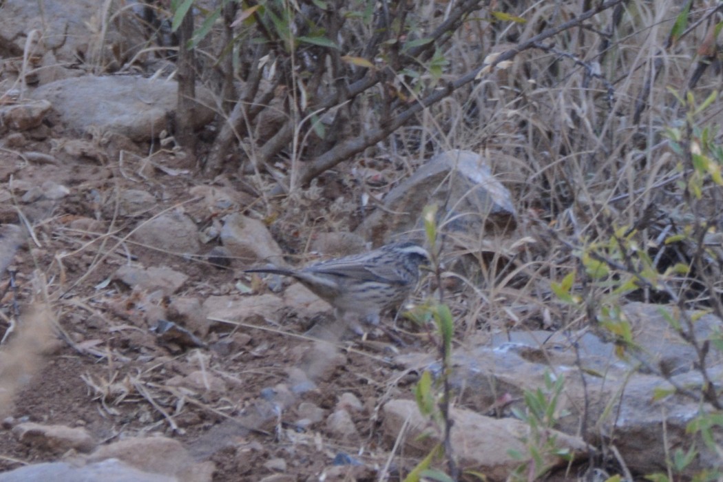 Sürmeli dağbülbülü