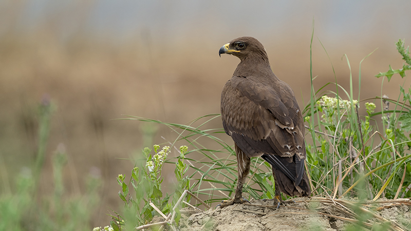 Küçük orman kartalı