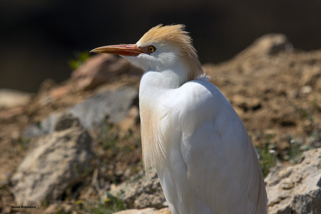 Sığır balıkçılı