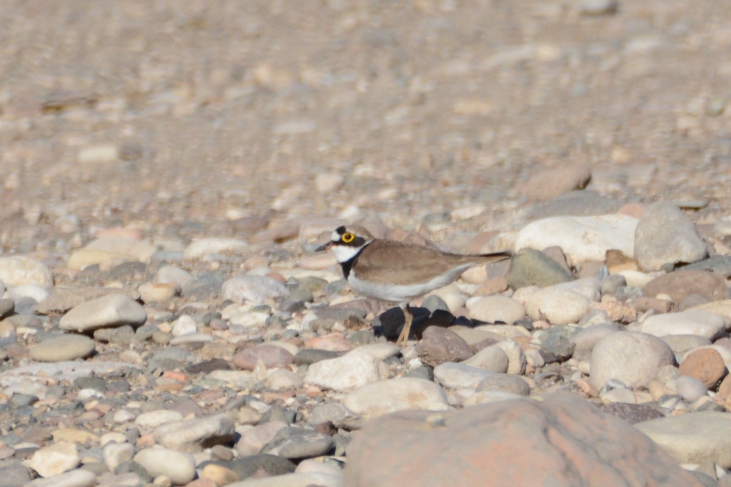 Halkalı küçük cılıbıt