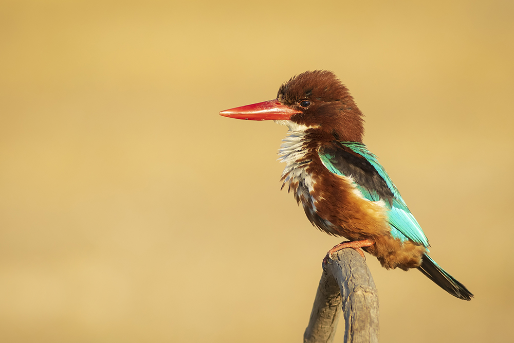 İzmir yalıçapkını