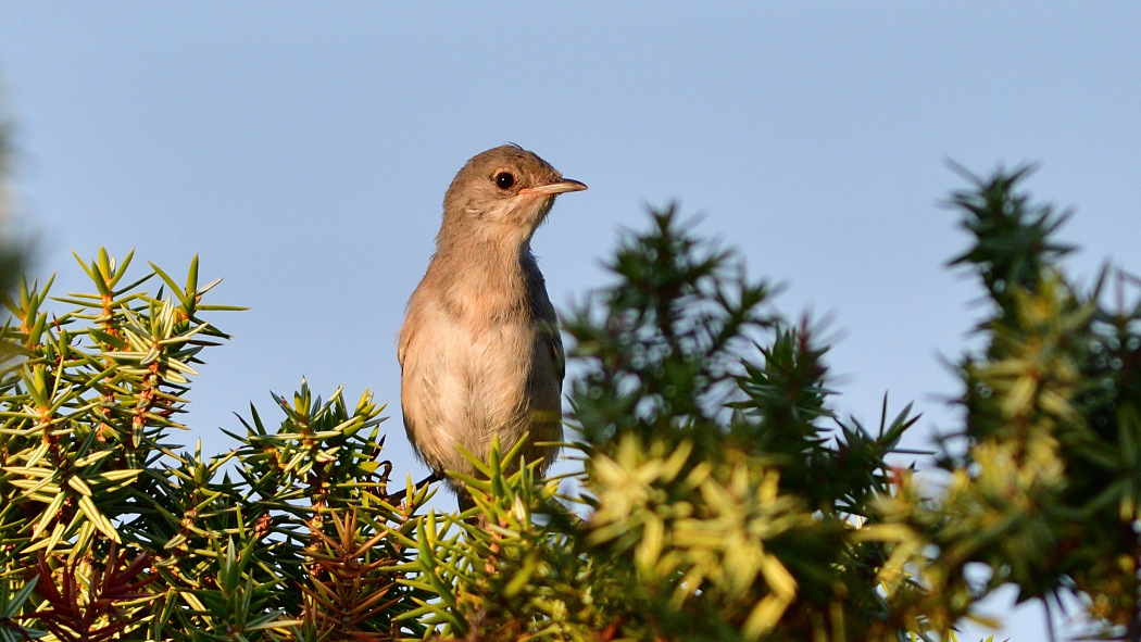 Bıyıklı ötleğen