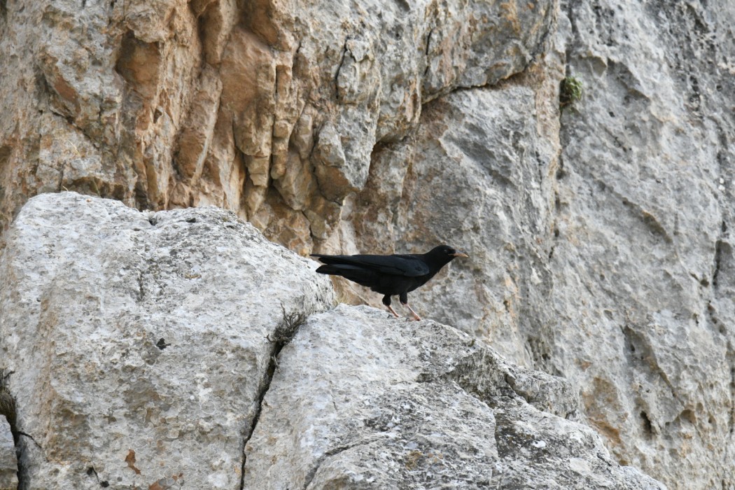 Kırmızıgagalı dağ kargası