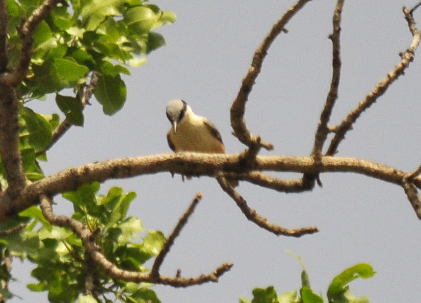 Büyük kaya sıvacısı