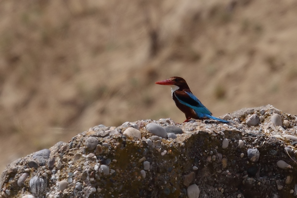 İzmir yalıçapkını