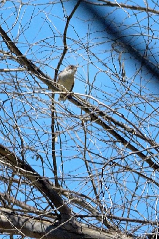 Pembegöğüslü ötleğen