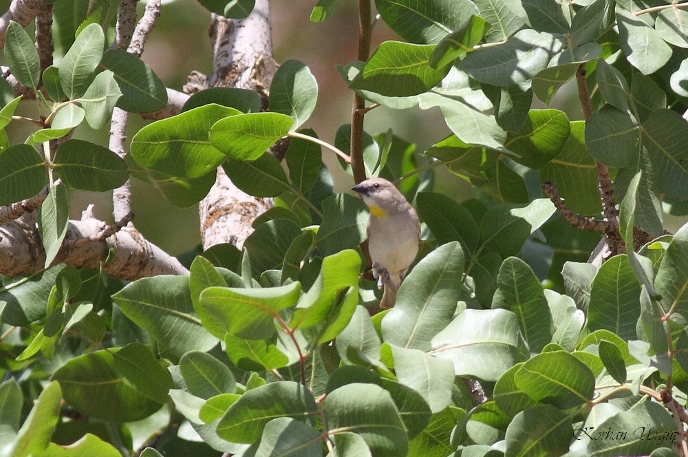 Sarıboğazlı serçe