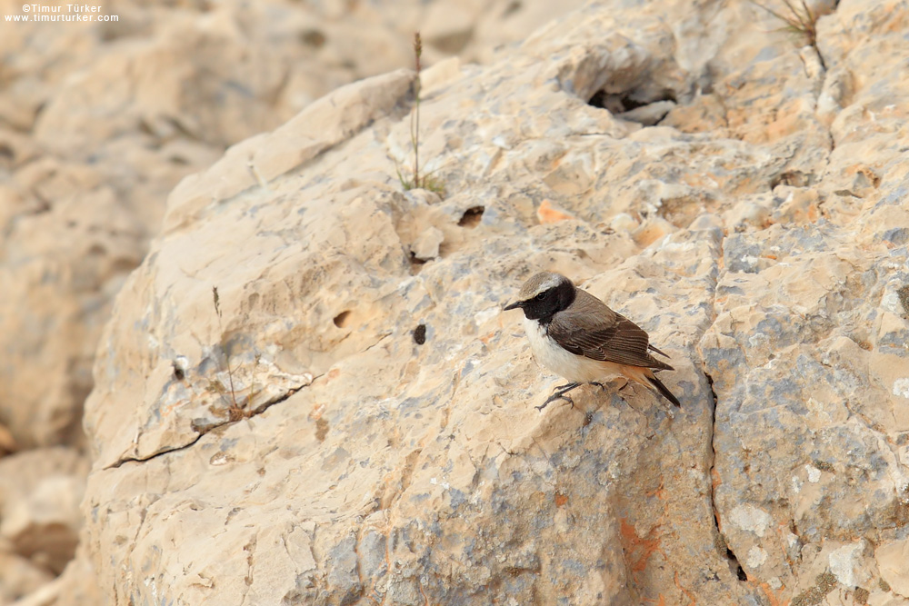 Kızılca kuyrukkakan