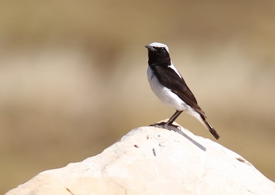 Aksırtlı kuyrukkakan