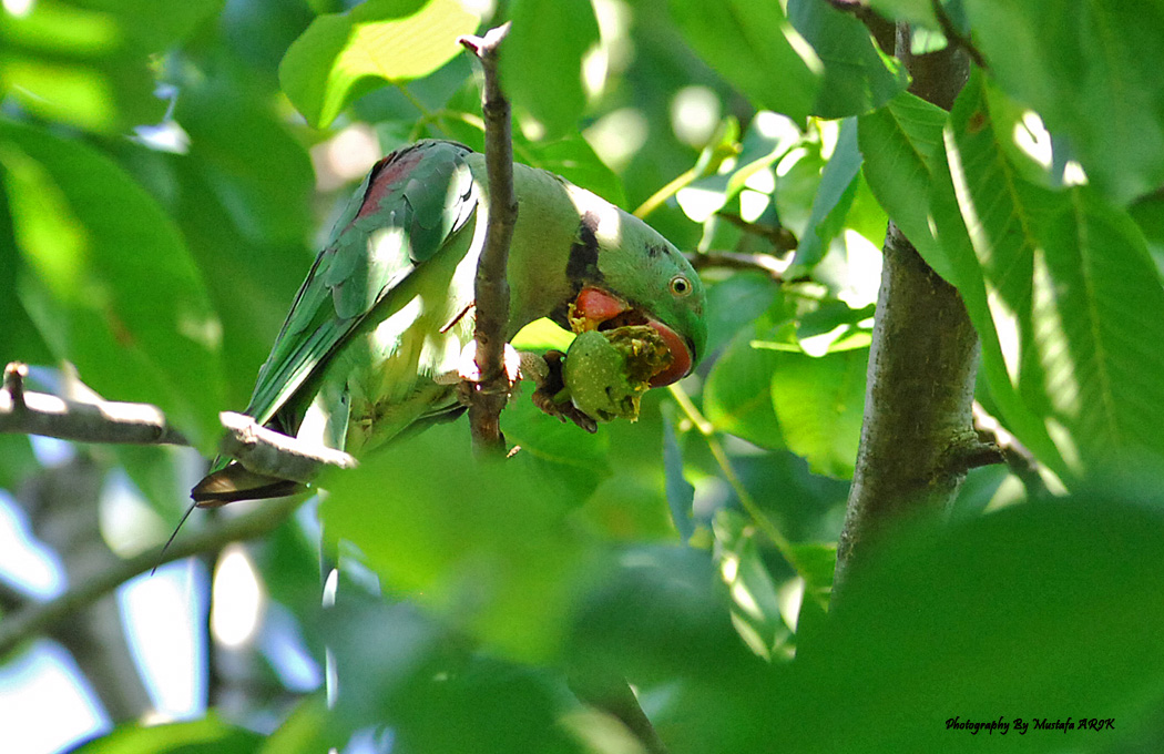 İskender papağanı