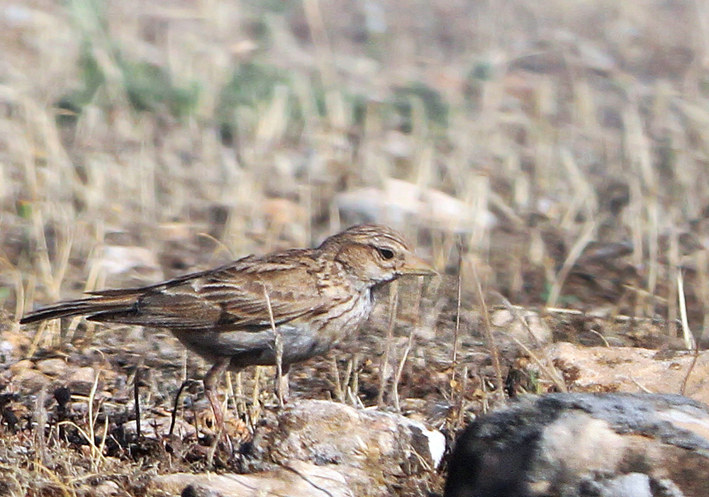 Türkistan çorak toygarı