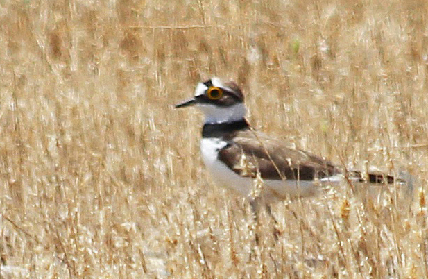Halkalı küçük cılıbıt