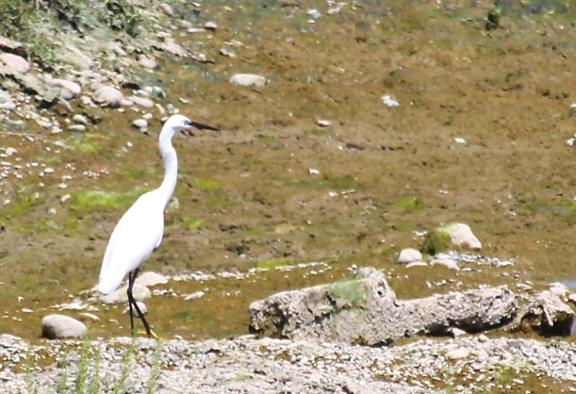 Küçük ak balıkçıl