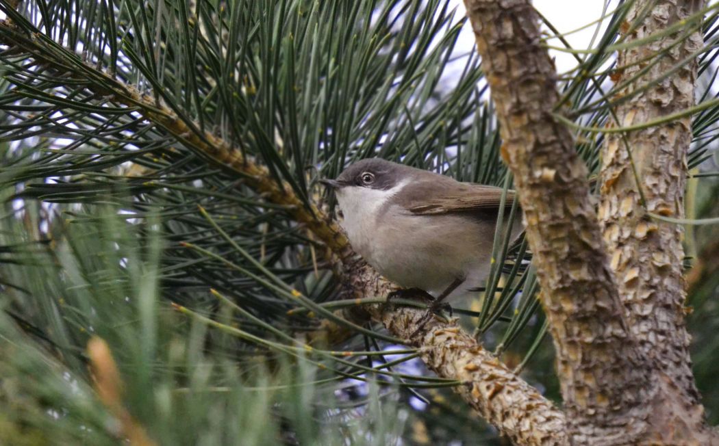 Küçük akgerdanlı ötleğen